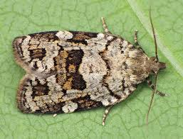 Attēlu rezultāti vaicājumam “Dichelia histrionana”