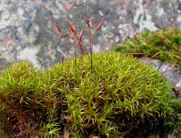 Attēlu rezultāti vaicājumam “Didymodon rigidulus sporophyte”