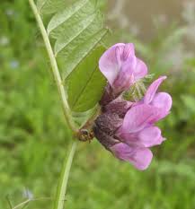 Attēlu rezultāti vaicājumam “Vicia sepium”