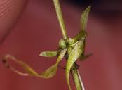 Attēlu rezultāti vaicājumam “Callitriche verna flower”