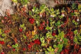 Attēlu rezultāti vaicājumam “Oxycoccus palustris fruit”