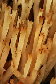 Attēlu rezultāti vaicājumam “Clavicorona pyxidata”