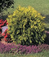 Attēlu rezultāti vaicājumam “Thuja occidentalis flower”