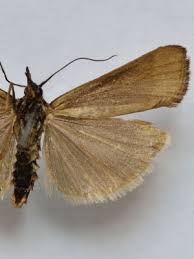 Attēlu rezultāti vaicājumam “Hypochalcia ahenella”