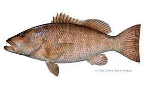 Attēlu rezultāti vaicājumam “Cribraria rubiginosa”