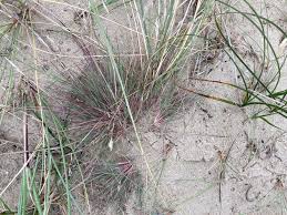 Attēlu rezultāti vaicājumam “Corynephorus canescens”