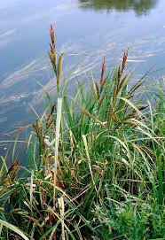 Attēlu rezultāti vaicājumam “Carex riparia”