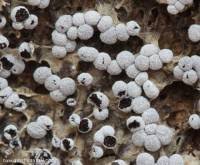 Attēlu rezultāti vaicājumam “Physarum diderma”