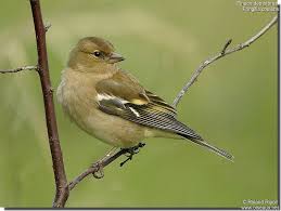 Attēlu rezultāti vaicājumam “Fringilla coelebs”