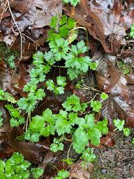 Attēlu rezultāti vaicājumam “Ranunculus repens leaf”
