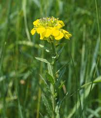 Attēlu rezultāti vaicājumam “Erysimum hieracifolium”