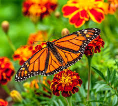 Image result for monarch butterfly