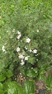 Attēlu rezultāti vaicājumam “Pentaphylloides fruticosa flower”