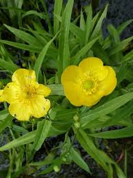 Attēlu rezultāti vaicājumam “Ranunculus lingua flower”