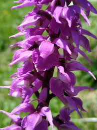 Attēlu rezultāti vaicājumam “Orchis mascula bud”