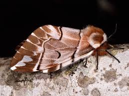 Attēlu rezultāti vaicājumam “Endromidae”