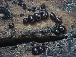 Attēlu rezultāti vaicājumam “Diachea subsessilis young”