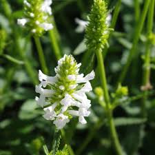 Attēlu rezultāti vaicājumam “Stachys officinalis bud”