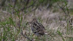 Attēlu rezultāti vaicājumam “Caprimulgus europaeus nest”