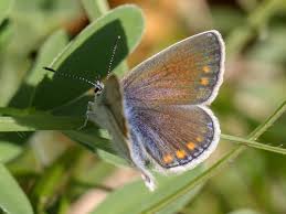 Attēlu rezultāti vaicājumam “Polyommatus icarus male”