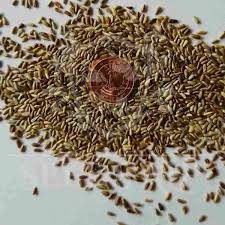 Attēlu rezultāti vaicājumam “Centaurea jacea fruit”