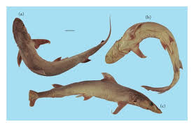 Image result for Paragaleus pectoralis