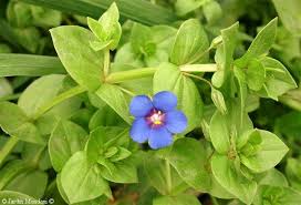 Image result for Anagallis arvensis