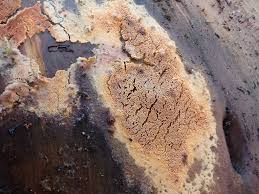 Attēlu rezultāti vaicājumam “Junghuhnia collabens”