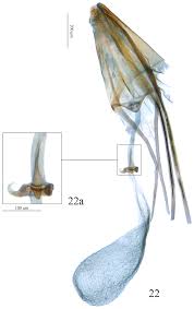 Attēlu rezultāti vaicājumam “Lyonetia prunifoliella”