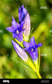 Attēlu rezultāti vaicājumam “Gentiana pneumonanthe”