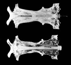 Image result for Pylodictis olivaris