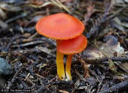 Attēlu rezultāti vaicājumam “Hygrocybe sp.”