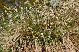 Attēlu rezultāti vaicājumam “Carex montana”