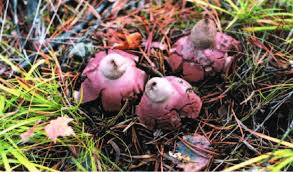 Attēlu rezultāti vaicājumam “Geastrum rufescens”
