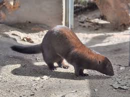 Attēlu rezultāti vaicājumam “Mustela vison”