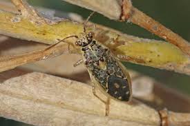 Attēlu rezultāti vaicājumam “Rhopalus maculatus imago”