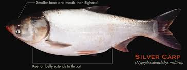 Image result for Hypophthalmichthys molitrix