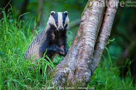 Attēlu rezultāti vaicājumam “Meles meles”