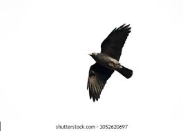 Attēlu rezultāti vaicājumam “Corvus monedula adult”