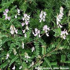 Attēlu rezultāti vaicājumam “Vicia sylvatica flower”
