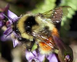 Attēlu rezultāti vaicājumam “Sylvicola sp.”