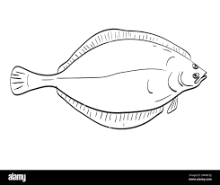 Image result for Hippoglossoides platessoides