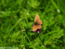 Attēlu rezultāti vaicājumam “Clossiana euphrosyne”