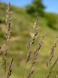 Attēlu rezultāti vaicājumam “Festuca ovina”