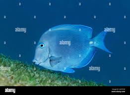 Image result for Acanthurus coeruleus