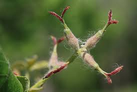 Attēlu rezultāti vaicājumam “Juglans mandshurica female flower”