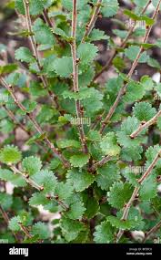 Attēlu rezultāti vaicājumam “Betula nana”