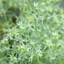 Attēlu rezultāti vaicājumam “Scleranthus annuus flower”