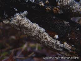 Attēlu rezultāti vaicājumam “Basidioradulum radula”