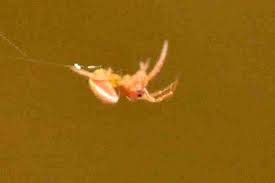 Attēlu rezultāti vaicājumam “Paidiscura pallens”